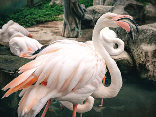 Closeup group of red flamingo