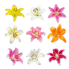 collection of various color Lily flowers contain yellow, white, orange and pink Lily