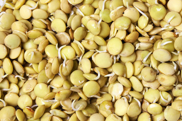 Lentil germs   close up
