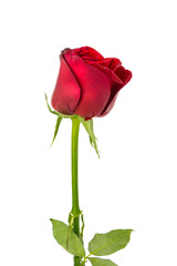 isolated red rose on white background