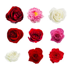 colection of nine beautiful rose flower isolated on white backgr