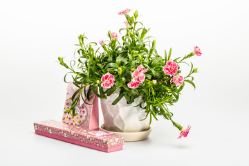 Carnation flowers in a pot and gift boxes on white background