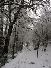 Wintermorgen im Wald