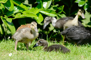 Domesticated ducks on meadow