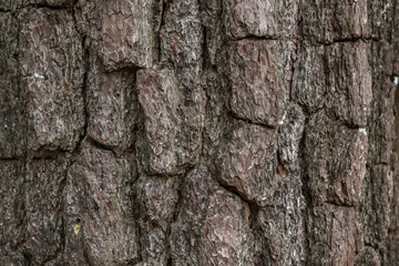 Pine bark background and texture