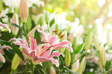 Obraz premium pink Lily flower in the garden