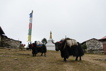 yak in Nepal