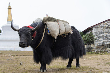 yak in Nepal