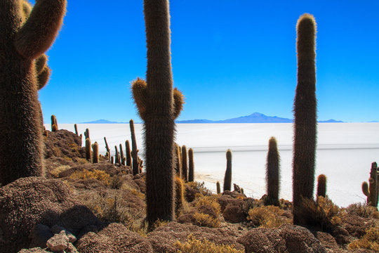 Millenary cactus in the Salar de Uyuni.