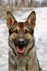 Dog