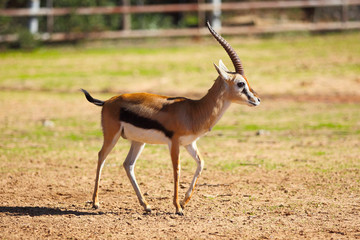 Thomson's gazelle (Eudorcas thomsonii)