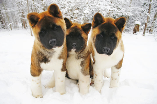 Three curious American Akita puppies posing outdoors on a snow in winter forest