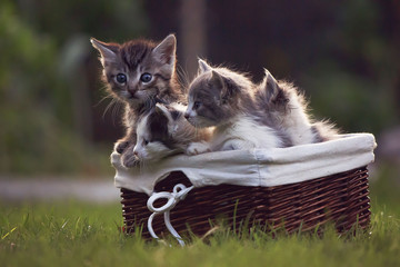Four cute kittens in a basket on backyard