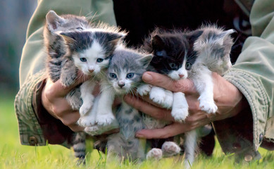 A woman holding a group of newborn kittens. She cares about them