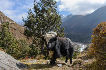 yak au Népal