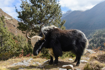 yak in Nepal