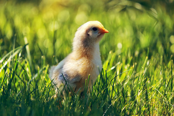 Little newborn chick in the green grass