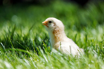 One little chicken on the green grass