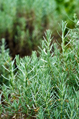 Fresh Rosemary Herb