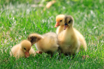 Four goslings walking on the green grass