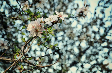 background of spring white cherry blossoms tree
