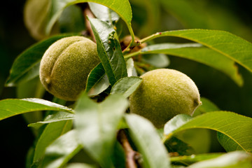 kiwifruit