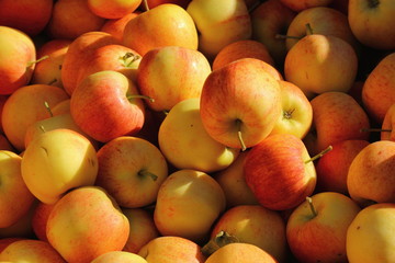Früchte des Herbstes
