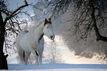 Obraz na płótnie Canvas winterwonderland, cute paint horse in a wonderful snowy landscape