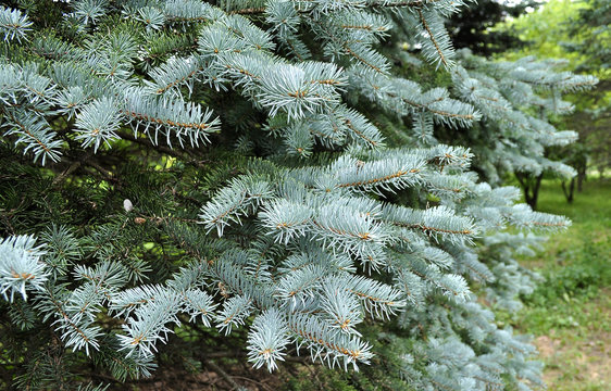 Spruce with needles blue color