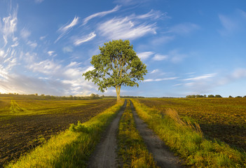 Fototapeta na wymiar rural landscape, field, rural dirt road, lonely tree