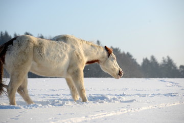 shake it, baby, cute paint horse shaking itself after rolling in the fresh snow