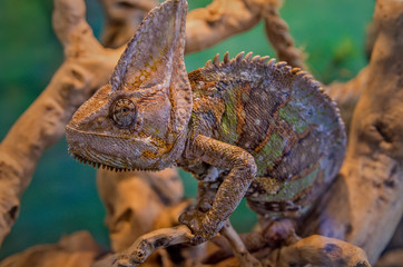 Cameleon in terrarium