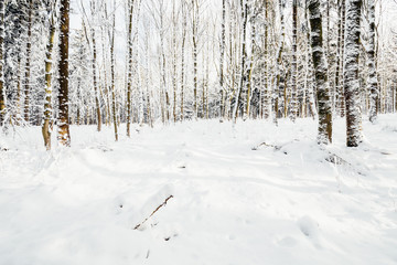 Tiefschnee im Nadelwald