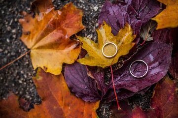 wedding rings on autumn leaves