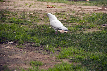 Paloma blanca paseando en el parque