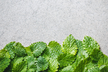Melissa, lemon balm green leaves. Herbal background.