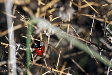 Mariquita en planta espinosa