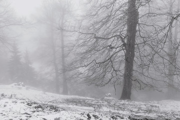 Winter landscape in the Carpathian Mountains