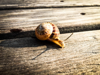 snail sneaking on a wood plank