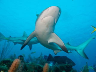 Obraz na płótnie Canvas Caribbean reef sharks (Carcharhinus perezi), undersea cuba