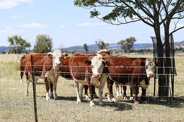 Herd of cattle in the pen outdoor in  Mudgee, Australia