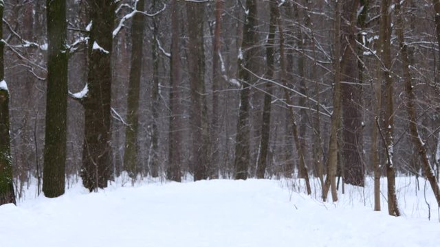 Snowfall In The Winter Forest