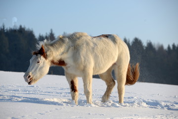 Schüttelpony, geschecktes Pferd schüttelt sich in der Wintersonne nach dem Wälzen und hat einen...
