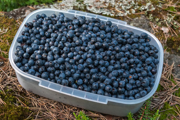 Container with blueberries.