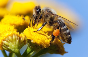 bee or honeybee in Latin Apis Mellifera