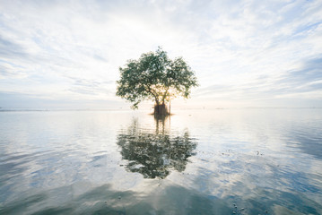 mangrove tree reflection thailand