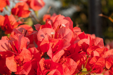 Lesser bougainvillea (Bougainvillea glabra), bougainvillea flowers in garden, close-up,  view