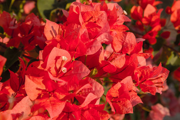 Fototapeta premium Lesser bougainvillea (Bougainvillea glabra), bougainvillea flowers in garden, close-up, view