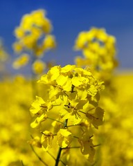 detail of flowering rapeseed - Brassica Napus