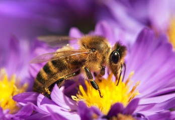 honey bee sitting on the violetflower